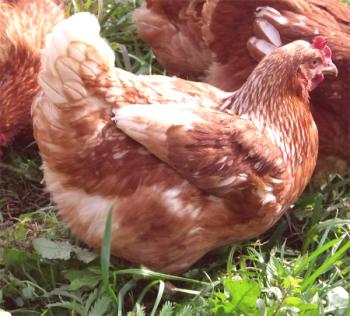 Revisión de pollo con fideos marrones: una descripción de las especies, el contenido y las fotos de las aves