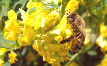 Мед от Бурбон: полезни свойства и противопоказания