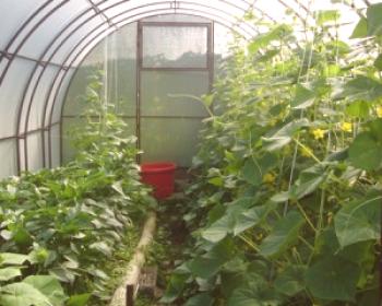 Cultivo de pepinos en invernadero.