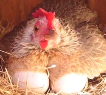 Развъждане на пилета на яйца като бизнес: видео преглед