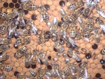 Ascosphorus čebele: znaki, zdravljenje, fotografije
