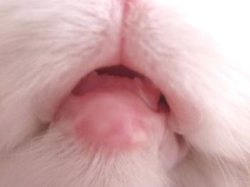 Mačka ima oteklo spodnjo ustnico: kaj storiti?