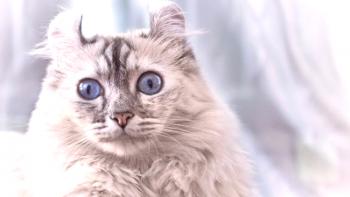 Котка, американски къдрица (снимка): Приятен човек с изтънчени уши