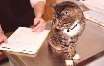 Перитонит при котки: симптоми, лечение и профилактика