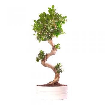 Ficus microcarpathion moclam: cuidados en el hogar, foto, especies