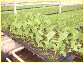 Tecnología de cultivo de hortalizas: descripción y foto.
