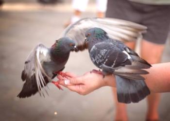 Alimentando palomas durante la cría e invierno: video