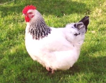 Sussex: una raza de gallinas con una gran capacidad de carga y sabrosa carne.