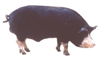 Kemerovskaya raza de cerdos: foto y descripción