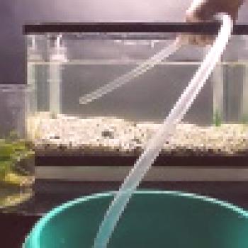 Zamenjava vode v akvariju
