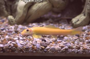 Girinohailus amarillo (dorado) algas: fotos, videos, cuidados