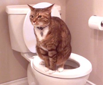 Котката има кръвна треска: какво означава, защо се е появило, какво да прави, ако се намери стол?