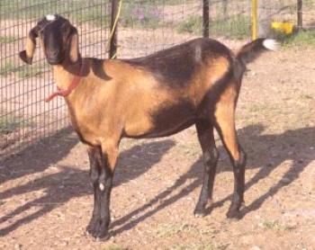 Nubijska pasma koz: opis, fotografija in video