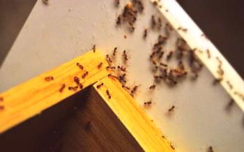 Kako se znebiti mravlje Faraona v stanovanju