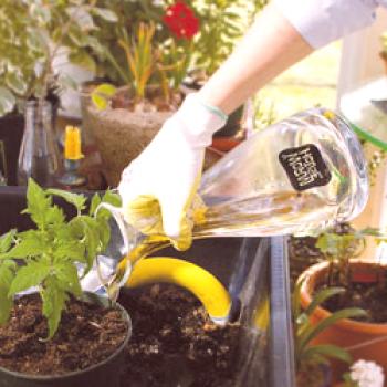 Biohumus (tekočina): navodila za uporabo, kako uporabljati za sadike, kaj je, pregledi