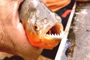 Fish Piranha - fotografija, vsebina, vzreja, video