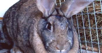 Gigante gris: Raza de conejos, descripción, característica