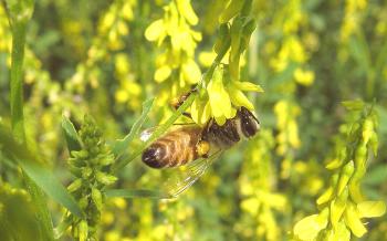 Plantas de miel para abejas