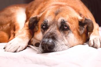 Tipos de privación en los perros: un peligro para una persona, qué hacer, cómo evitar una infección