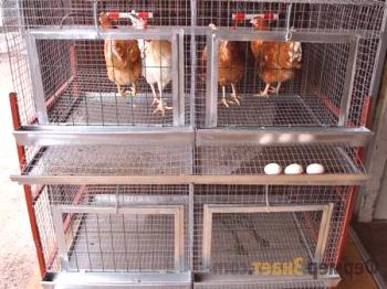 Kletke za kokoši nosilce: sorte, shema za sestavljanje lastnih rok