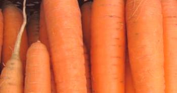 Cultivo de zanahorias en campo abierto, cuidado.