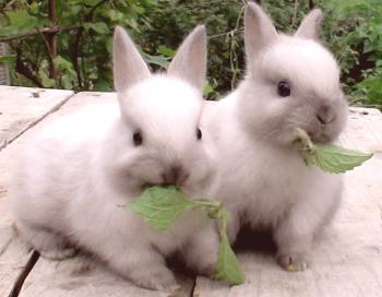 Vale la pena los conejos? Skinpep en conejo