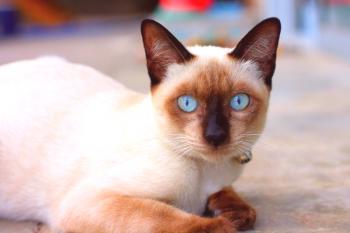 Тайска котка (снимка): верен спътник с прекрасен цвят и сини очи