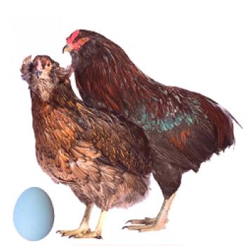 Especies de pollos Araukana: características, retención, reproducción.
