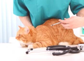 Različni peritonitis pri mačkah: kako prepoznati in pomagati medicinski sestri?