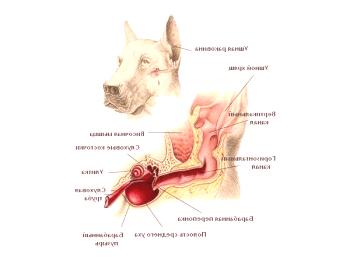 ¿Cómo limpiar la oreja de perro en casa verdad?