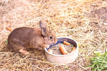 Tasas diarias de alimentación del conejo: pienso mixto y otros productos.