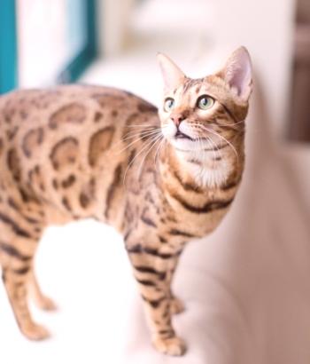 Gato bengalí (foto): una pequeña copia del leopardo