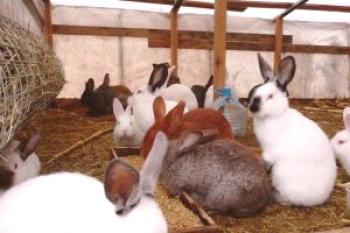 Cría de conejos por el método Mikhailov: video
