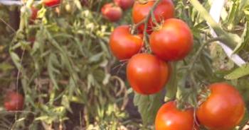 Cultivo de tomates en campo abierto: tecnología.