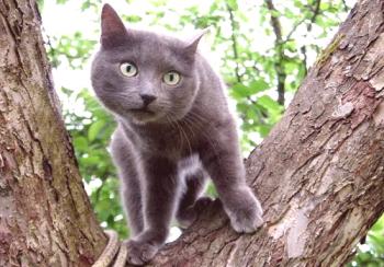 Ruska modra mačka: fotografija, cena, opis pasme, značaj, video, drevesnice
