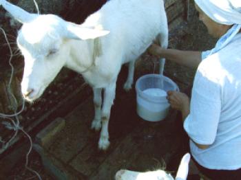 Kdaj prenehati molziti kozo pred okotom in kako mleko po porodu