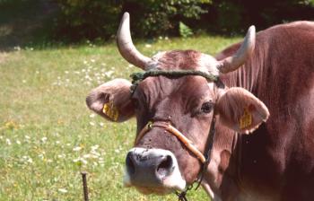 Как да защитим крава от кърлежи, мухи и гнезда?