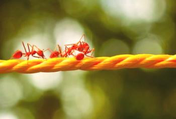 6 начина за премахване на червените мравки от къщата, апартамента