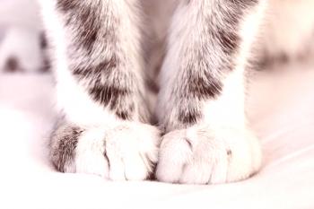 ¿Por qué los gatos nos pisotean con patas? Ocho respuestas a una pregunta