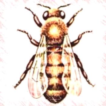 Características de la estructura de la abeja, estructura del cuerpo, abdomen, alas, patas.