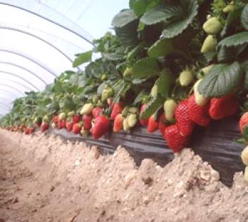 Cultivo de fresas en invernadero durante todo el año.