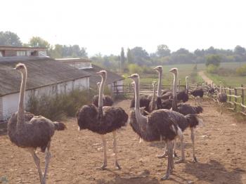 Grasa de avestruz: descripción del producto, alcance y comentarios