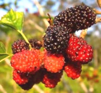 Mulberry: koristne lastnosti, kontraindikacije, koristi in škode
