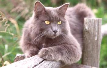 Nibelung: описание на породата котки и характер, грижа, снимки