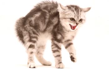 Por qué el gatito está mordiendo y arañando constantemente: las razones y cómo borrar