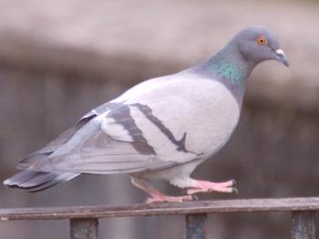 Značilnosti divjih siigidskih golobov in Mykolaiv Siasi pasme belorepcev