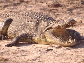 Kje je nilski krokodil in opis vrste