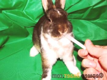 Enfermedades de los conejos: síntomas y tratamiento de las enfermedades más frecuentes.