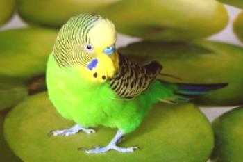 Нека да обсъдим как да научим самостоятелно вълнообразен папагал да говори