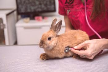 Rinitis (secreción nasal) en conejos: cómo tratar